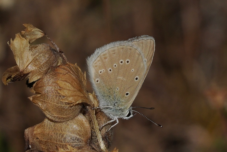 Polyommatus virgilius ? S